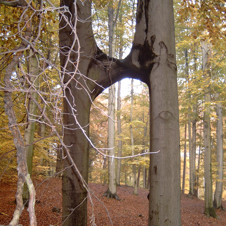 Umgebung